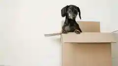 A small black dachshund sitting comfortably inside a cardboard moving box.