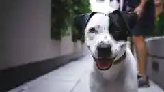 Close-up of a happy black and white dog panting outdoors.