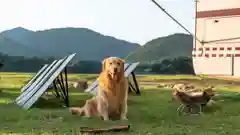Golden retriever sitting on grass by a campervan with portable solar panels at sunset.