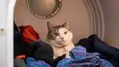 A grey and white cat looking out from inside a clothes dryer drum filled with colorful laundry.