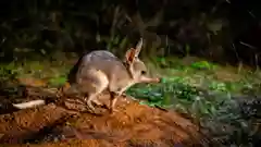 Greater Bilby at Taronga Zoo