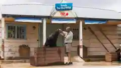 A trainer feeds a seal balancing on a wooden platform at Taronga Zoo with a 'Seals for the Wild' sign.