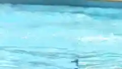 A child swims with their caregiver in St Lucy's heated pool.