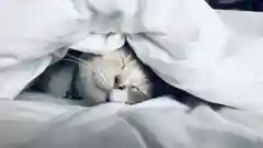 A sleeping cat tucked underneath crumpled white bed sheets.