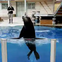 A Californian sea lion sits upright at the edge of its pool while a zookeeper watches from the deck behind, seen through an underwater viewing panel.