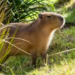 A capybara sits upright on a sunlit grassy bank surrounded by tall golden reeds, gazing calmly to the side with its brown fur catching the light.