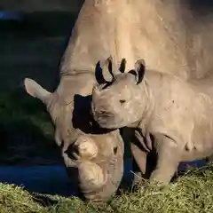 A mother black rhinoceros nuzzles her young calf on a grassy zoo enclosure in warm afternoon light, the calf tucked close to her lowered head.
