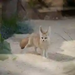 A small fennec fox with oversized ears stands alert on sandy ground in its zoo habitat, looking directly at the camera with desert plants behind it.