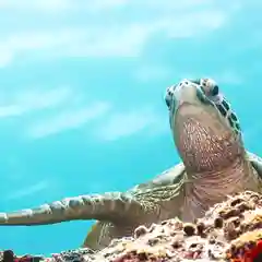 A green sea turtle rests on a coral reef and looks upward toward the camera, its flipper extended, with clear turquoise water filling the background.