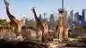 Four giraffes stand in their savannah enclosure at Taronga Zoo during golden hour, with the Sydney city skyline and harbour visible in the background