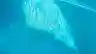 Seal swimming in Taronga Zoo enclosure
