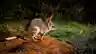 A Greater Bilby with large rabbit-like ears and grey fur walks across red sandy ground at dusk, with lush green bushland softly lit behind it.