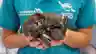 A close-up of a small platypus being gently held in two hands by a person wearing a teal Taronga Zoo shirt, showing its dark fur, bill, and webbed feet.