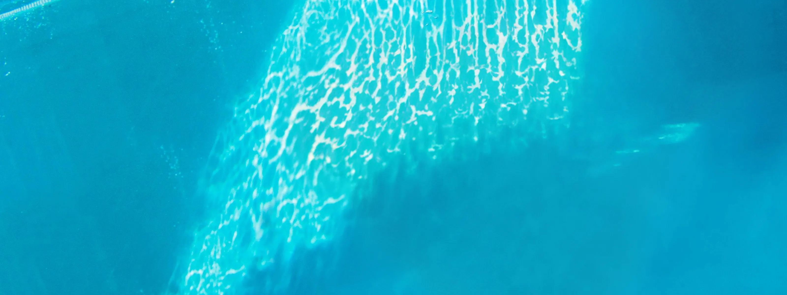 A young seal swimming underwater toward the camera, one flipper raised, with sunlight rippling through clear blue water behind it.