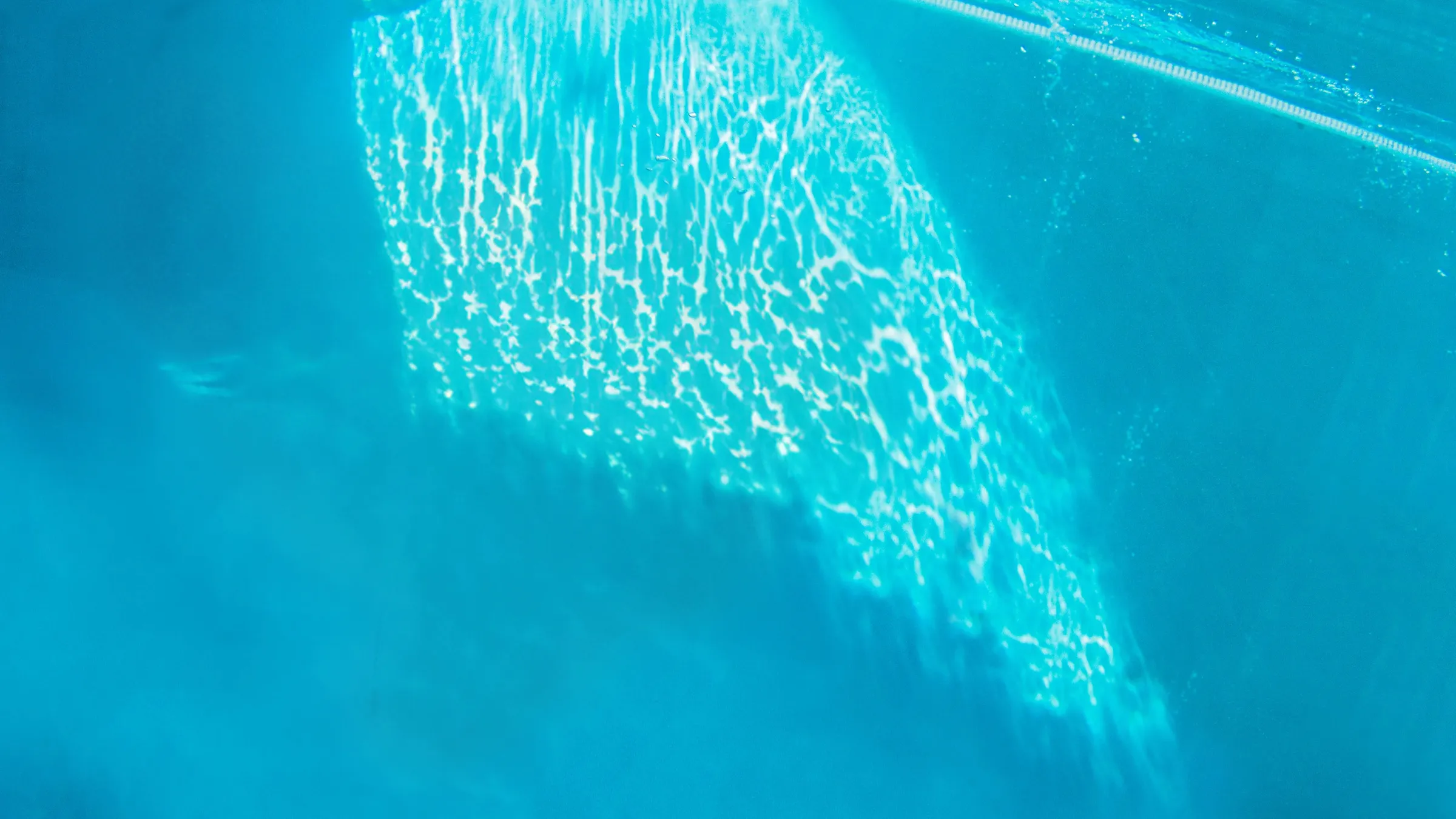 Seal swimming in Taronga Zoo enclosure
