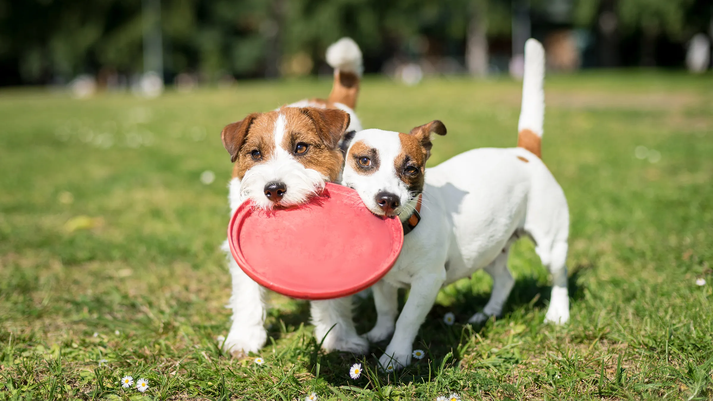 Two Jack Russell terriers standing together on a grassy lawn, both holding onto opposite sides of the same red frisbee with their teeth.