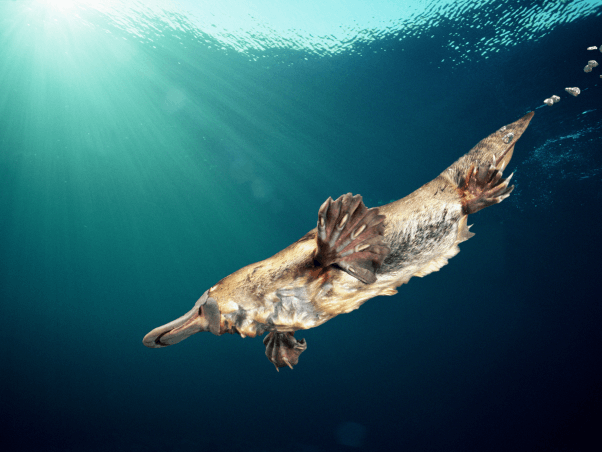 Platypus