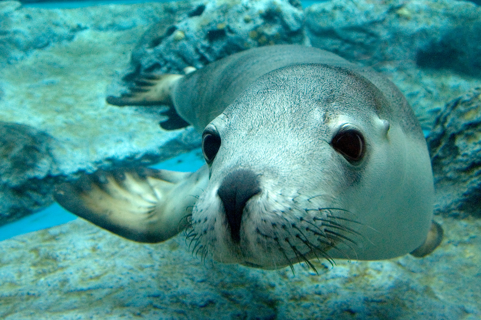Sea Lion